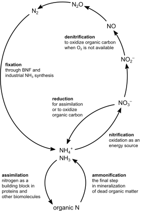 Chemical overview of the nitrogen (N) cycle, showing the most important biological functions of N. Ammoniacal N (ammonia, NH3, and ammonium, NH4+) is the raw material for proteins and other biomolecules (organic N), and ammoniacal N is also the endpoint of mineralization (decomposition) of organic N. In nitrification, ammoniacal N is used as energy source as it is oxidized to nitrate (NO3−). In denitrification, NO3− is transformed via nitrite (NO2−), nitric oxide (NO), nitrous oxide (N2O), and finally to di