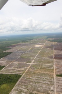 Image: glennhurowitz, Recent deforestation on peatland for palm oil plantation, Flickr, Creative Commons Attribution-NoDerivs 2.0 Generic 