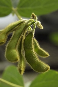 Image: United Soybean Board, Soybean Pods, Flickr, Creative Commons Attribution 2.0 Generic