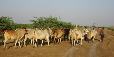 Image: sarangib, Cattle cows herd, Pixabay, Pixabay Licence