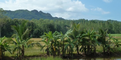A recovered family farm in Thailand