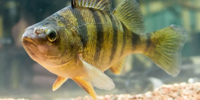 Image: Robert Colletta, Photograph of a fully mature Perca flavescens (Mitchill, 1814) - yellow perch, Wikimedia Commons, Public Domain
