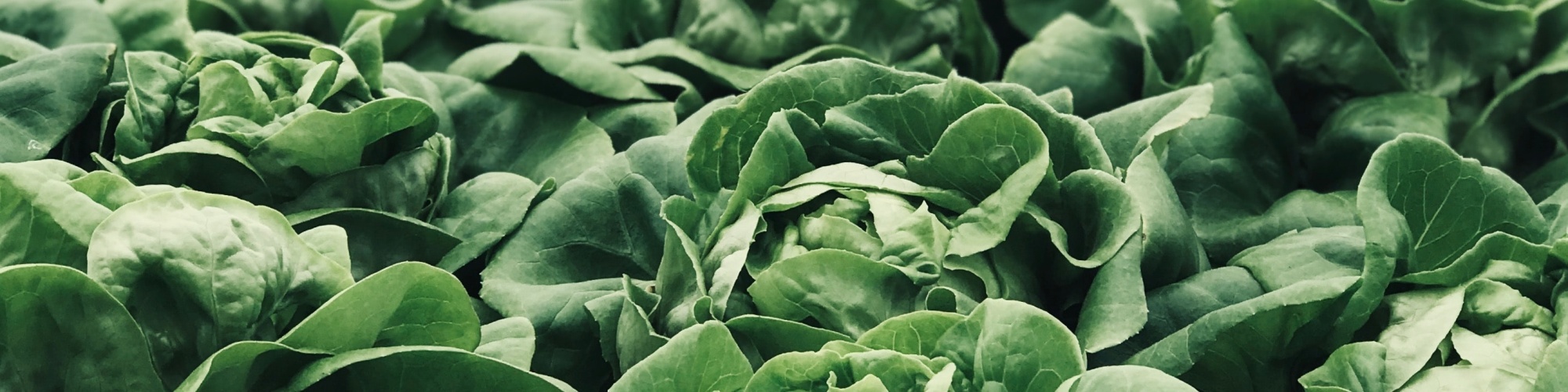 A photo of rows of lettuce in Montreal by pina messina (unsplash).