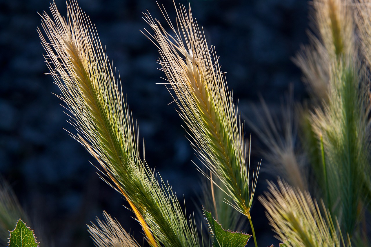 Image: stux, Wheat Crops Barley, Pixabay, Pixabay Licence