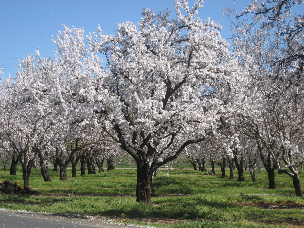 Image: Suzi Rosenberg, Almond orchard around February, Flickr, CC BY 2.0