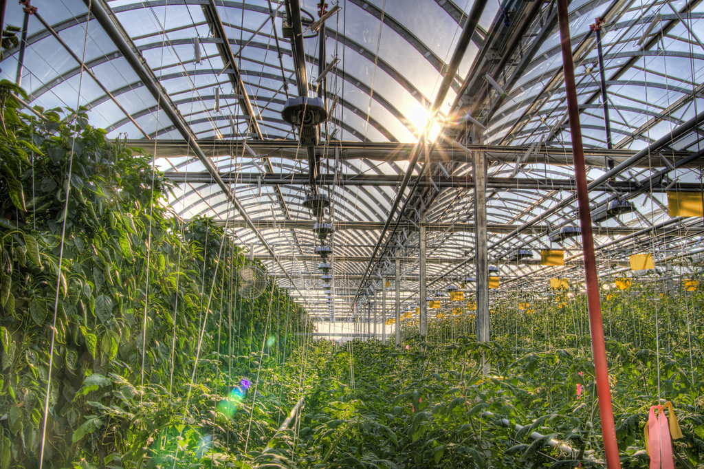 Image: Fadi Hage, Greenhouses at Lufa Farms, the world’s first commercial rooftop greenhouses. Montreal neighborhood of Ahuntsic-Cartierville. Wikimedia Commons.