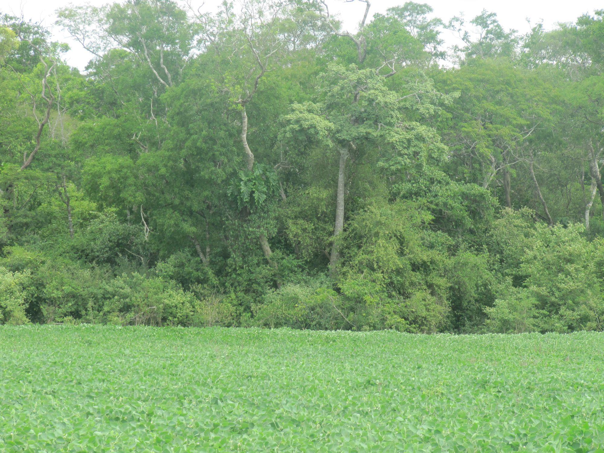 Zero deforestation? Soybean monoculture in the San Pedro Municipality, Santa Cruz Department, Bolivia next to the rainforest. The “agricultural frontier” advancing into forest areas as a symbol for development, as well as for destruction is a big discussion in the country. Photo: Johanna Jacobi