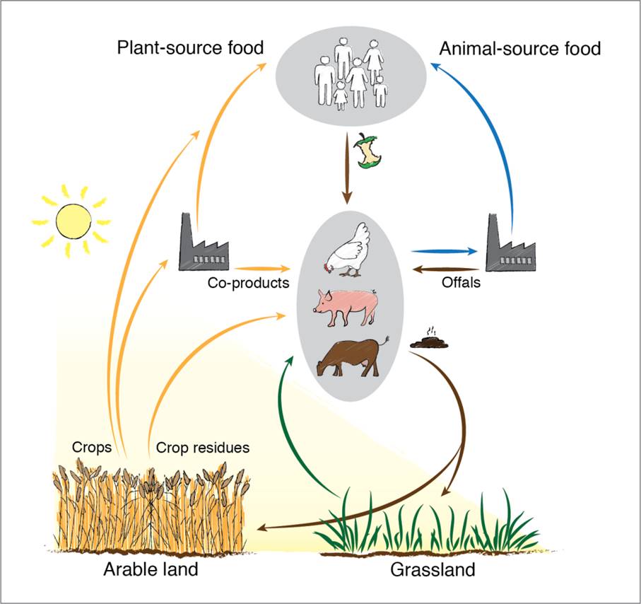 Figure 1. The role of low-cost livestock in the food system. Livestock convert biomass that we cannot or do not want to eat into valuable products, such as animal-source food and manure.