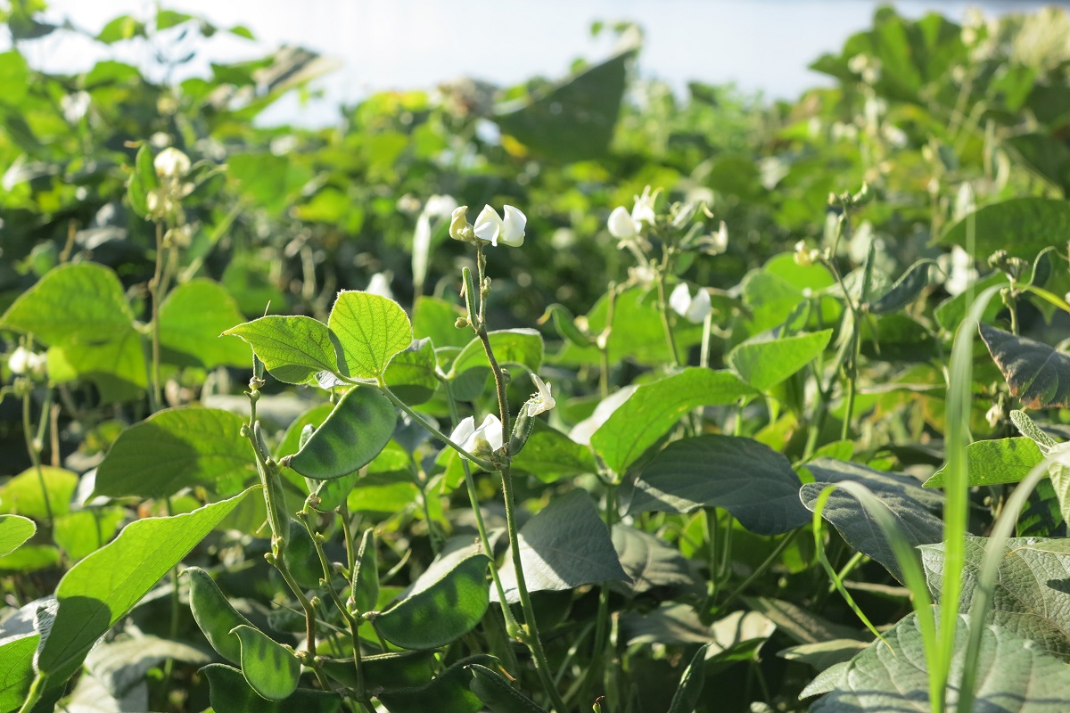Lablab grows along the Nile in northern Sudan