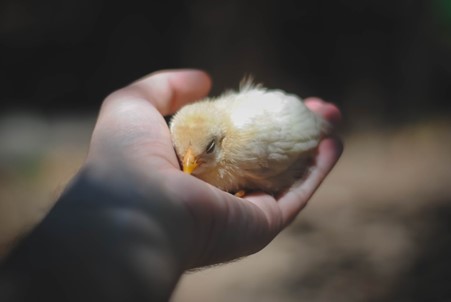 Person holding chick