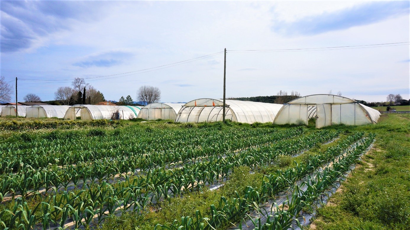 Diversified farm (type 2) growing 5 ha for the local market, in Bouches-du-Rhône. The tarpaulins avoid weeds on the row; the inter-rows weeds are left in flower at the end of the season to feed the pollinators.
