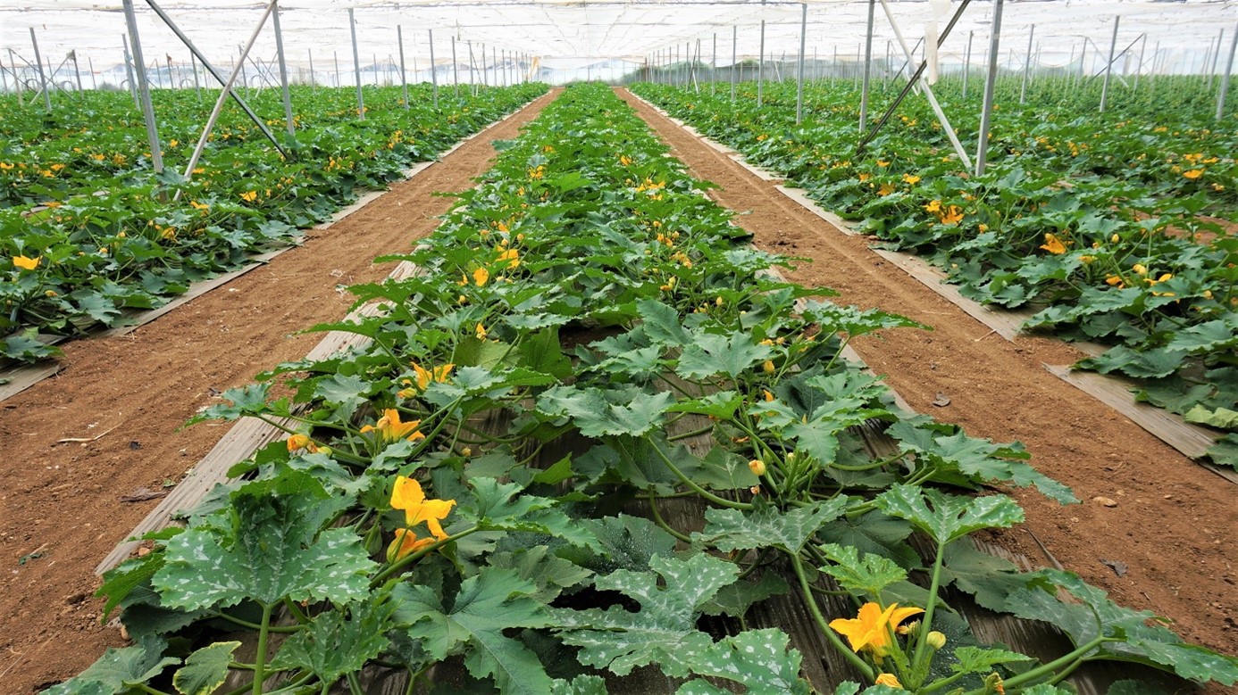 Producer specialised in cultivation under shelter (type 3), on 2 ha for the national market, in Bouches-du-Rhône. The tarpaulins allow to avoid weeds on the row, purchased bumblebee hives allow to ensure pollination.