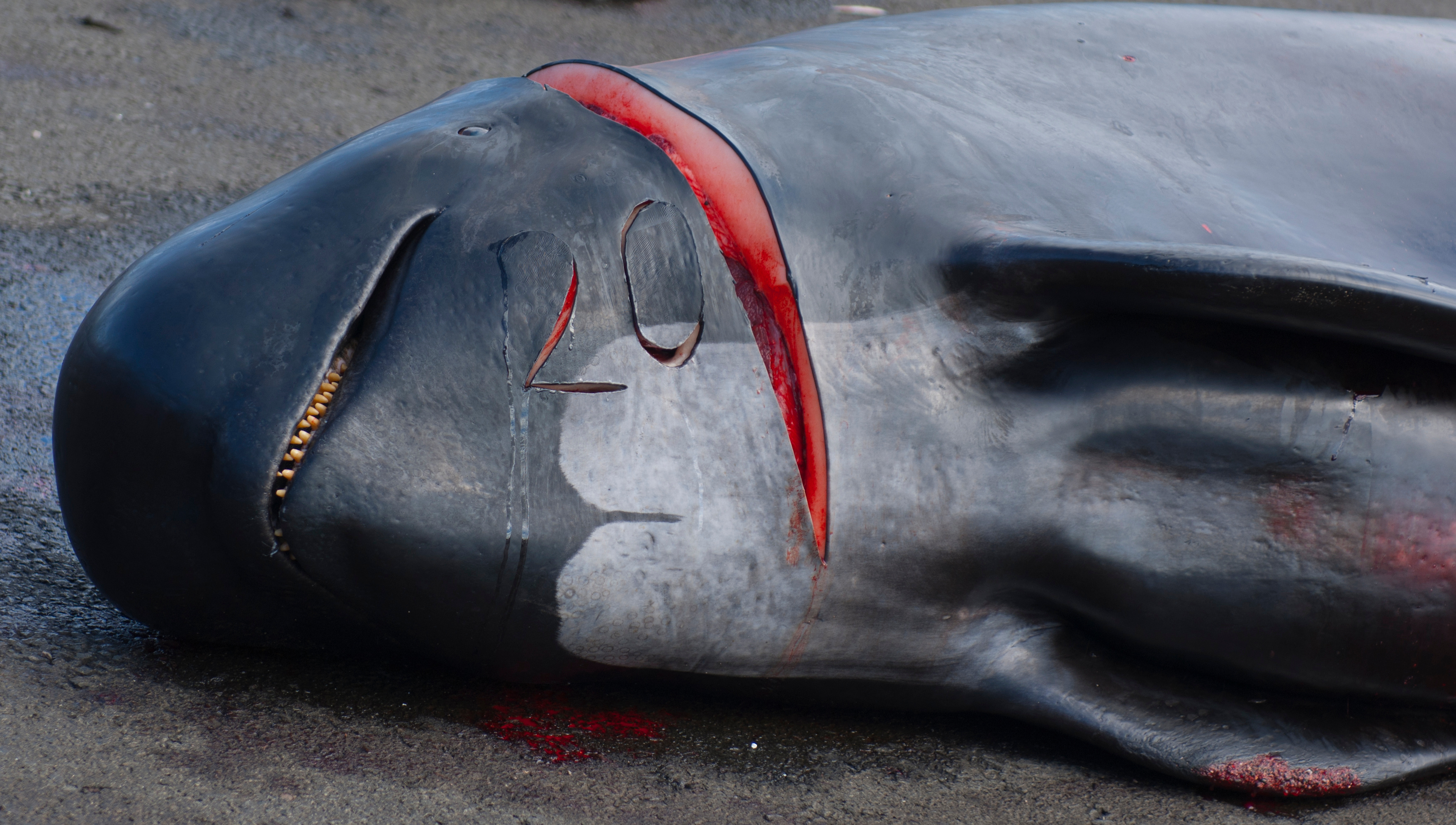 A pilot whale lies on the dock waiting to be butchered; the number 20 (recording the size in skinn of the whale) is carved on its neck.