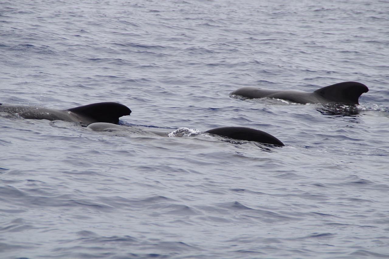The backs an fins of three pilot whales are visible just breaking the surface of the water