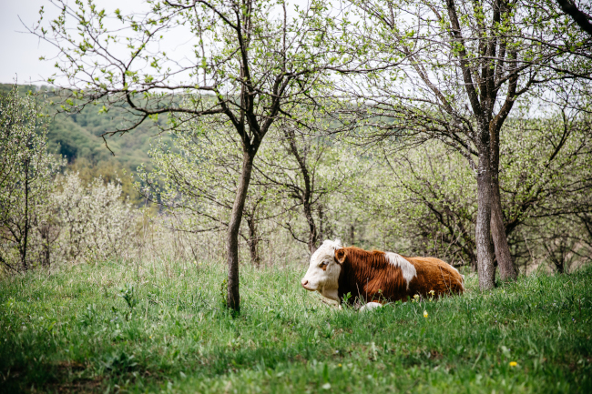 A photo of a cow laying in the shade of some trees in a traditional Romanian agroforestry system.
