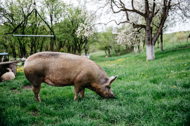 A photo of a pig grazing in a silvo-pasture system in Romania.