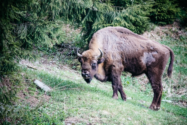 A photo of a bison in a forest in Romania.