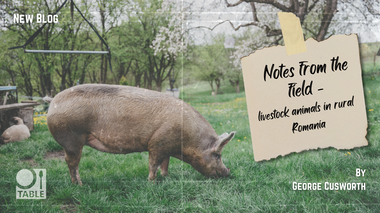 A flyer advertising a new blog by George Cusworth called "Notes from the Field - livestock animals in rural Romania." The background image is a photograph of a pig grazing in an agroforestry system in Romania. The TABLE logo is in the corner of the flyer.