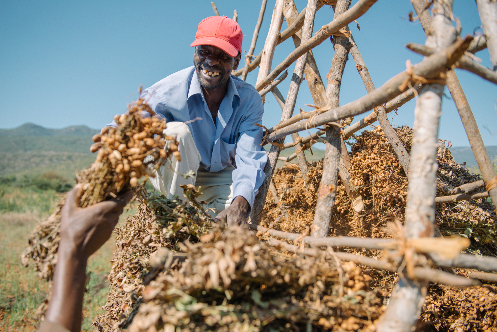 Image: Farmer Elias Chirinda drying his jugo bean (Bambara groundnut) crop in Chimanimani, TSURO, Zimbabwe. Credit: Xavier Vahed for Seed and Knowledge Initiative (SKI). SKI has granted authorisation to use the image in this article.