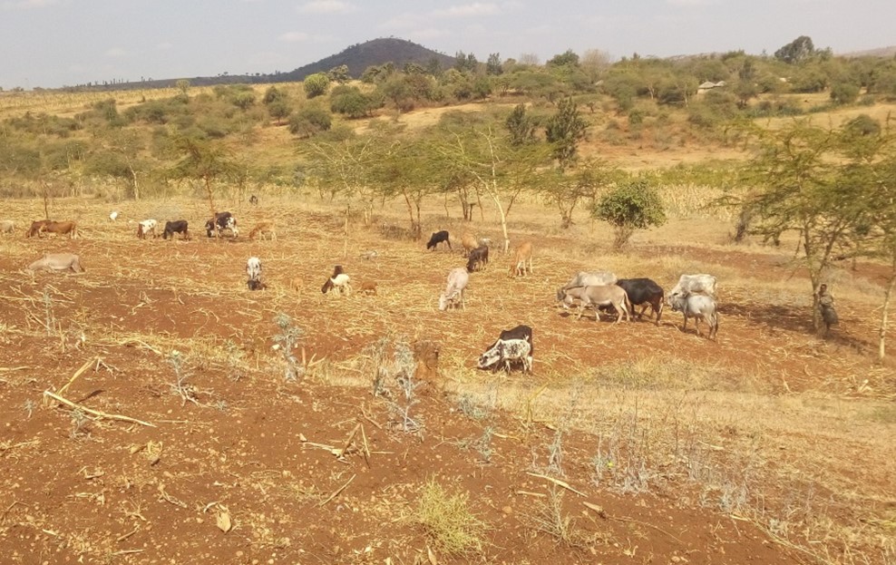 Cattle and donkeys grazing in poor dry maize stover (crop residues) with significant bare soil in semi-arid Northern Tanzania – A bad practice that tends to damage soil and escalate conflicts with crop farmers (Photo credit – DD. Maleko)