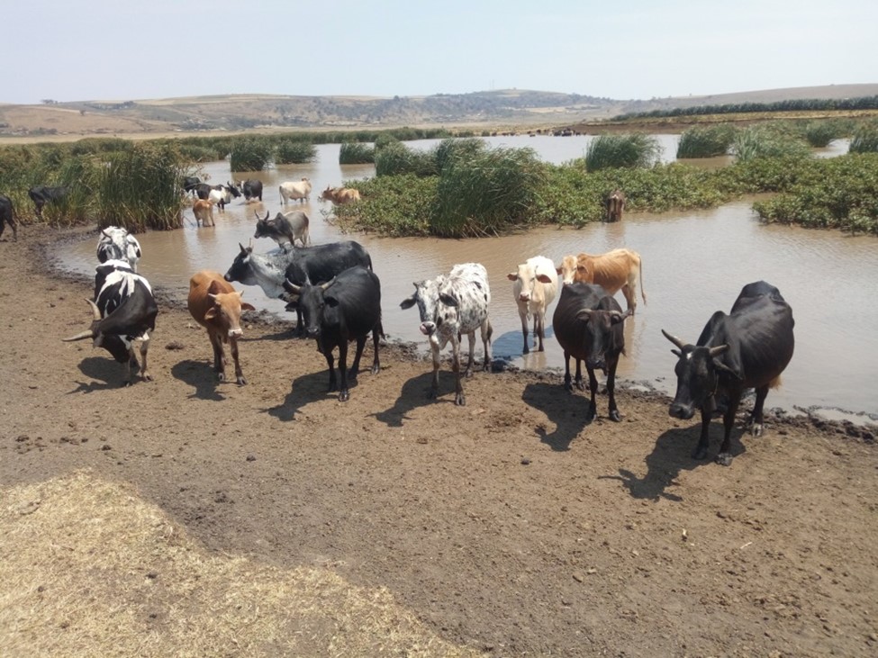 Cattle drinking water directly from a dam in semi-arid Tanzania – bad practice leading to damage and siltation of surface water resources (Photo credit – DD Maleko)