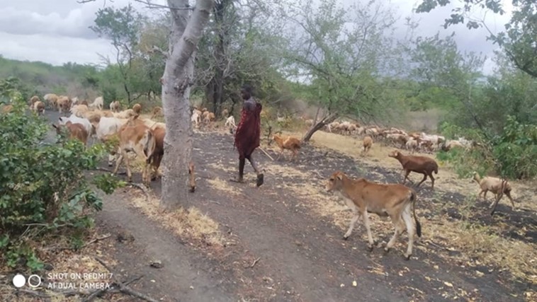 Cattle and sheep herded in poor pasture with significant bare soil during a dry season in semi-arid Tanzania (Photo credit – DD Maleko)