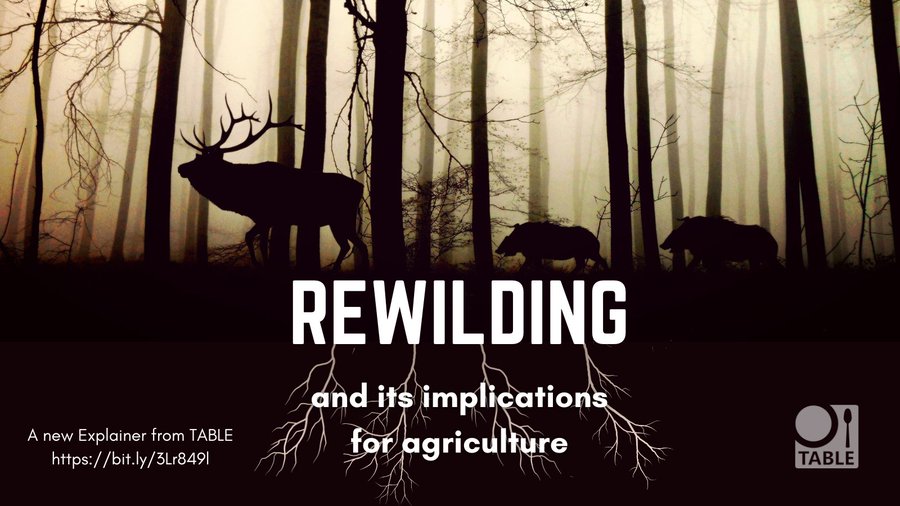 Rewilding report image