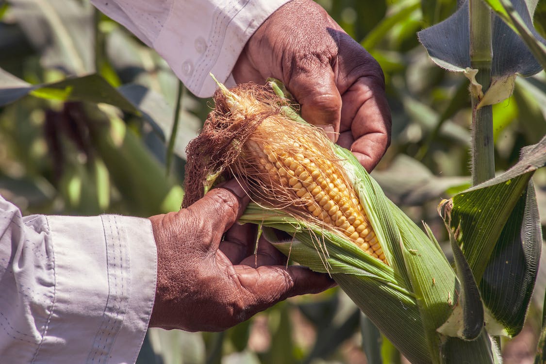 Person Holding A Yellow Corn, Bolívar, Colombia. Image credits: FRANK MERIÑO, Pexels, Pexels Licence