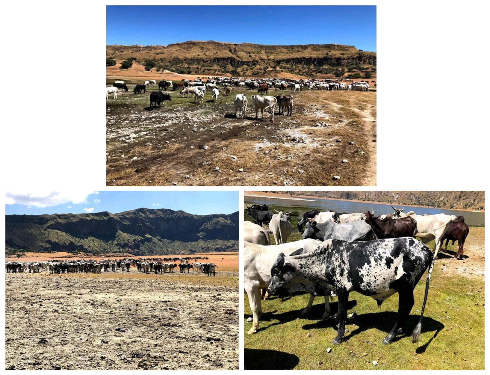 Three images showing a herd of cattle grazing at Deriba Lake, Sudan.