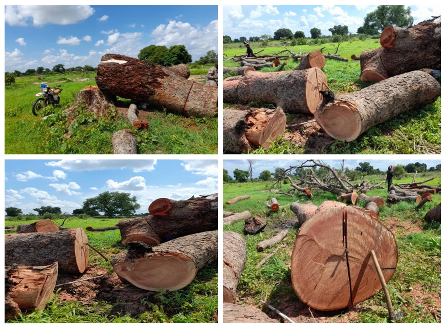 A form of environmental crisis (deforestation) made by local citizens in Radom National Park in Southern Darfur State, Sudan. Photo credit © AlaaEldein Yousif 2020 – Environmental Activist and CEO of DCES. 