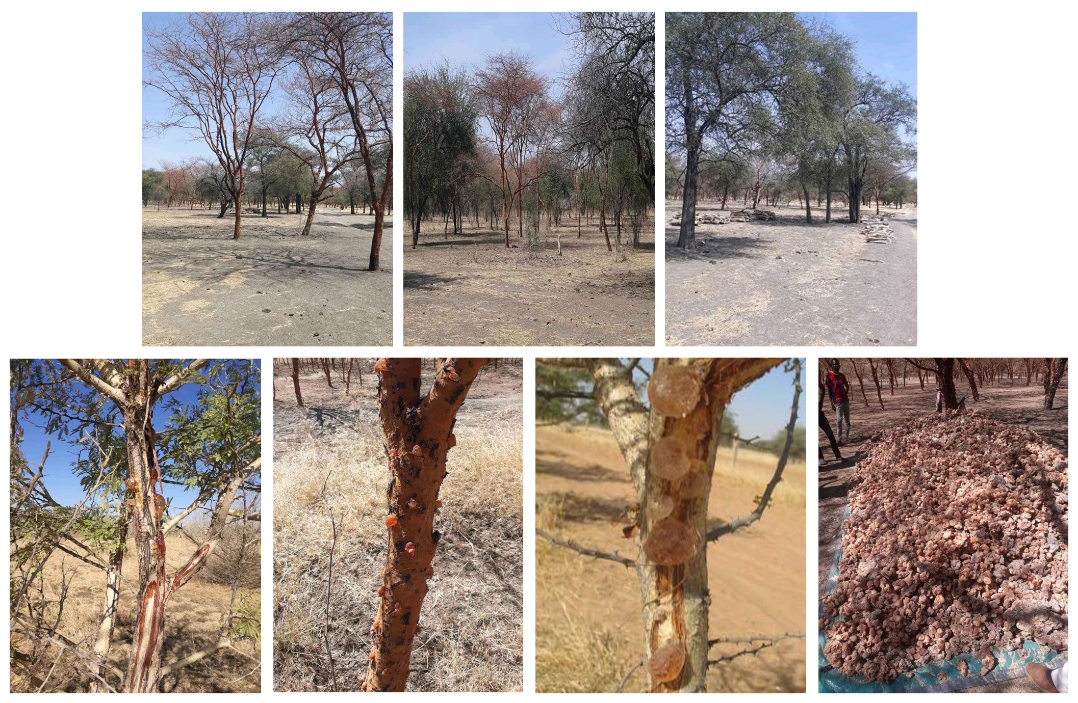 Gum acacia trees in Bahar Alarab locality, Sudan. These types of trees are named Acacia Senegal (hashab) and Acacia Seyal var. seyal (talha). Photo credit © Ahmed Younis 2021-PhD student.
