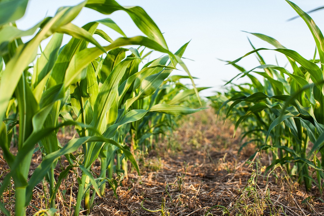 Looking down a corn row in a no-till planted field. Photo by Margaret Burlingham via Adobe Stock.