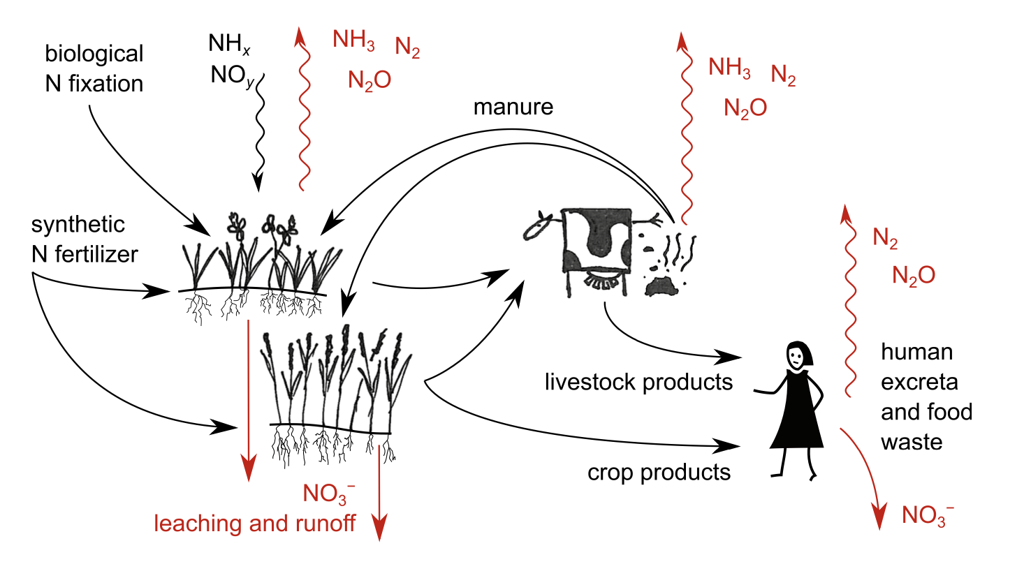 Illustration of the main nitrogen (N) flows in the agri-food system. The soil-plant system receives recycled N, mainly in manure, and new N, mainly in synthetic fertilizers and through biological N fixation (BNF). There is also some soil N input through atmospheric deposition (NH× and NOy in the diagram). Plant N is directly consumed by humans or transformed by livestock to food products and manure. Emissions of dinitrogen (N2), ammonia (NH3), nitrate (NO3−), nitrogen oxides (NO and NO2, collectively NO×), 
