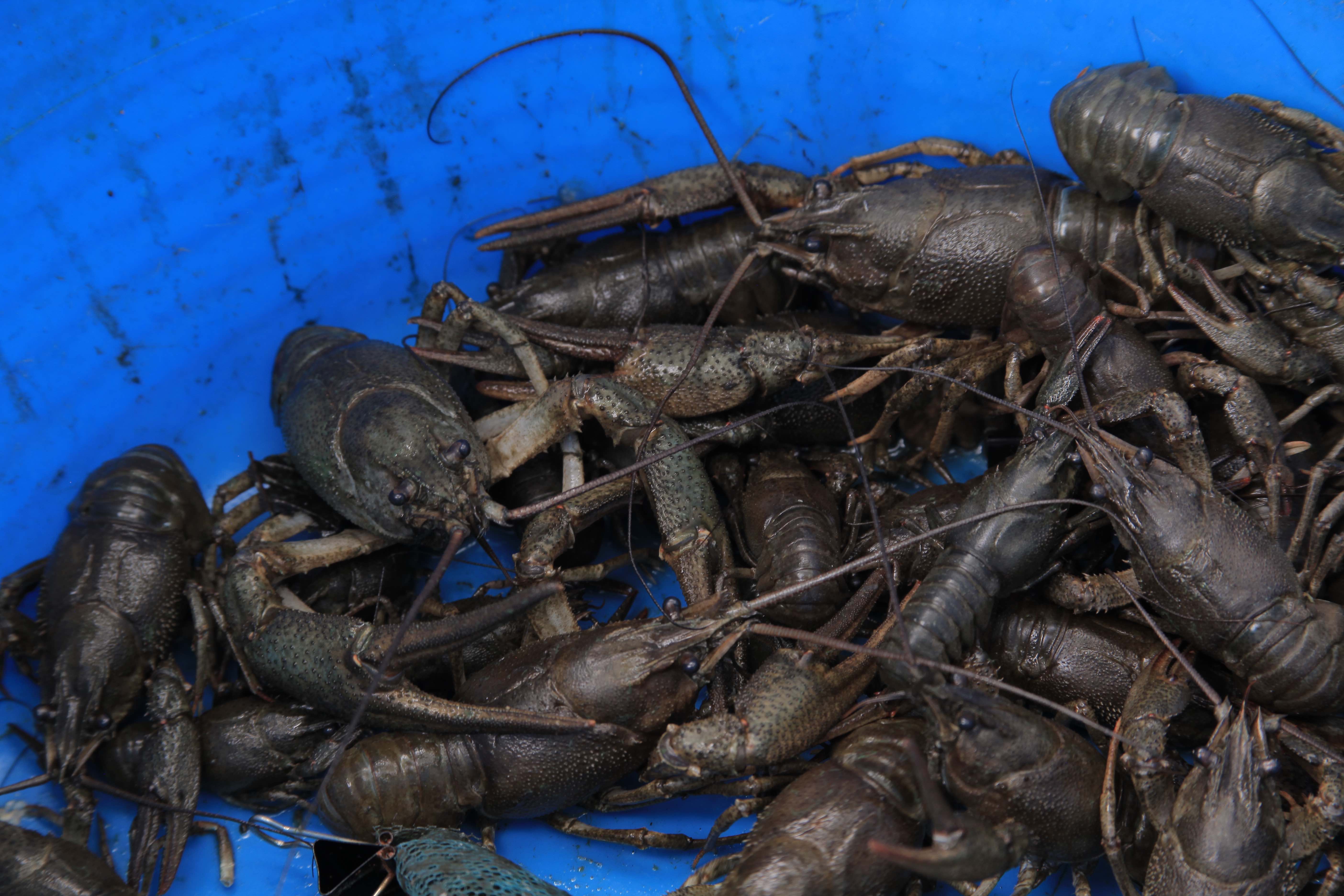 Several crayfish are clustered in a blue bucket. Photo by Jackie Turner.