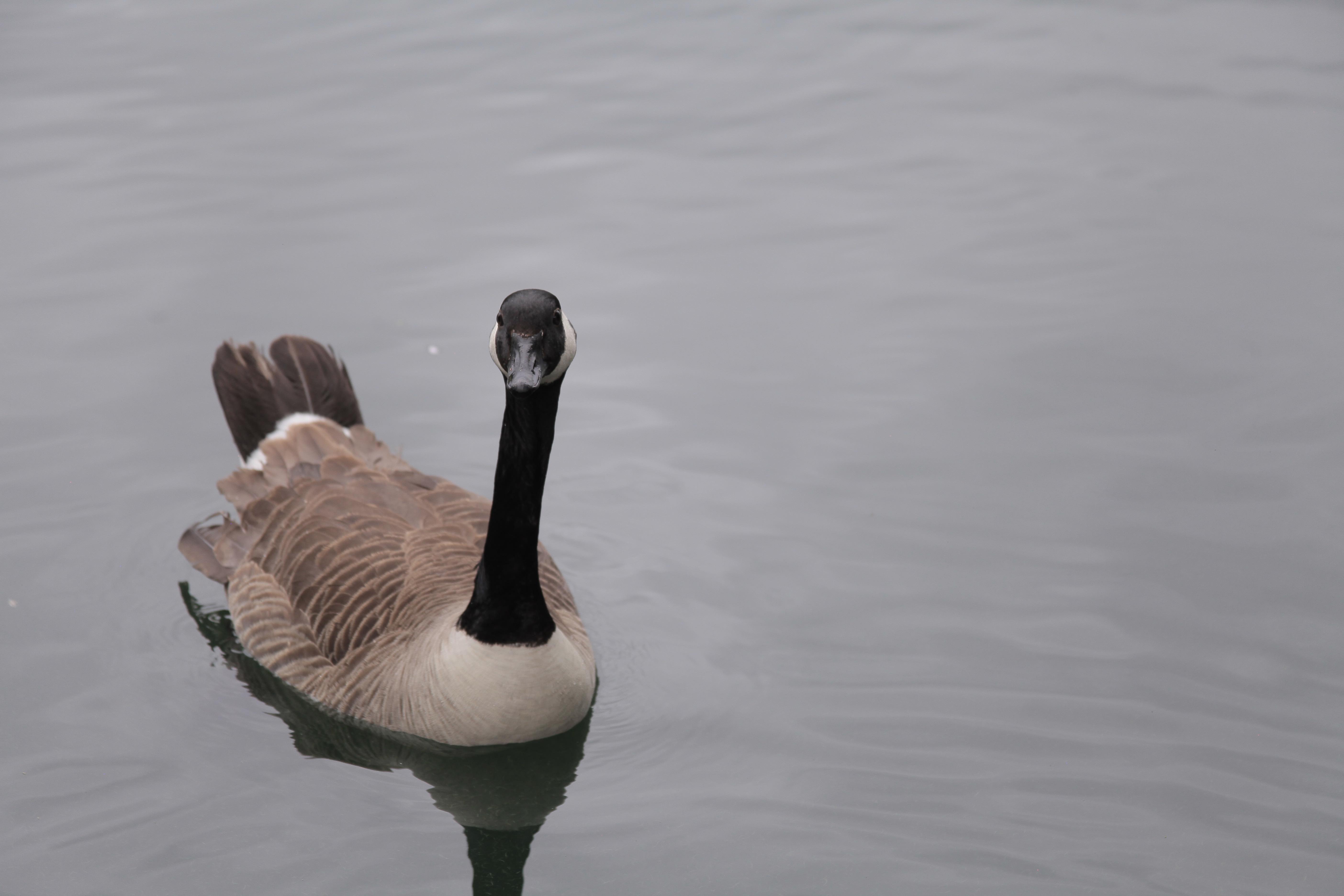 A Canada goose waits expectantly for castoff fish while floating on a lake in South London. Photo by Jackie Turner.