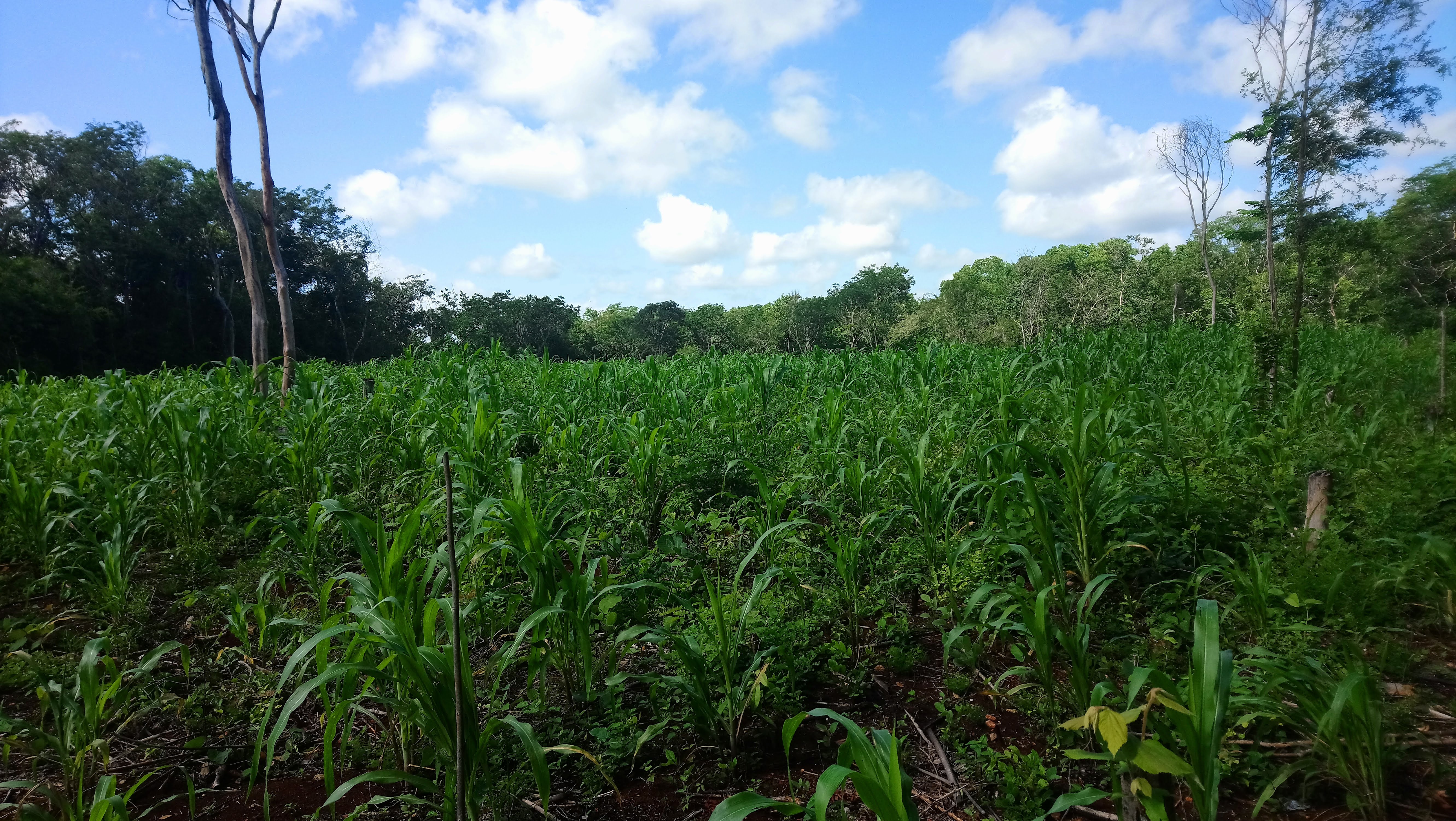Milpa en Yucatan
