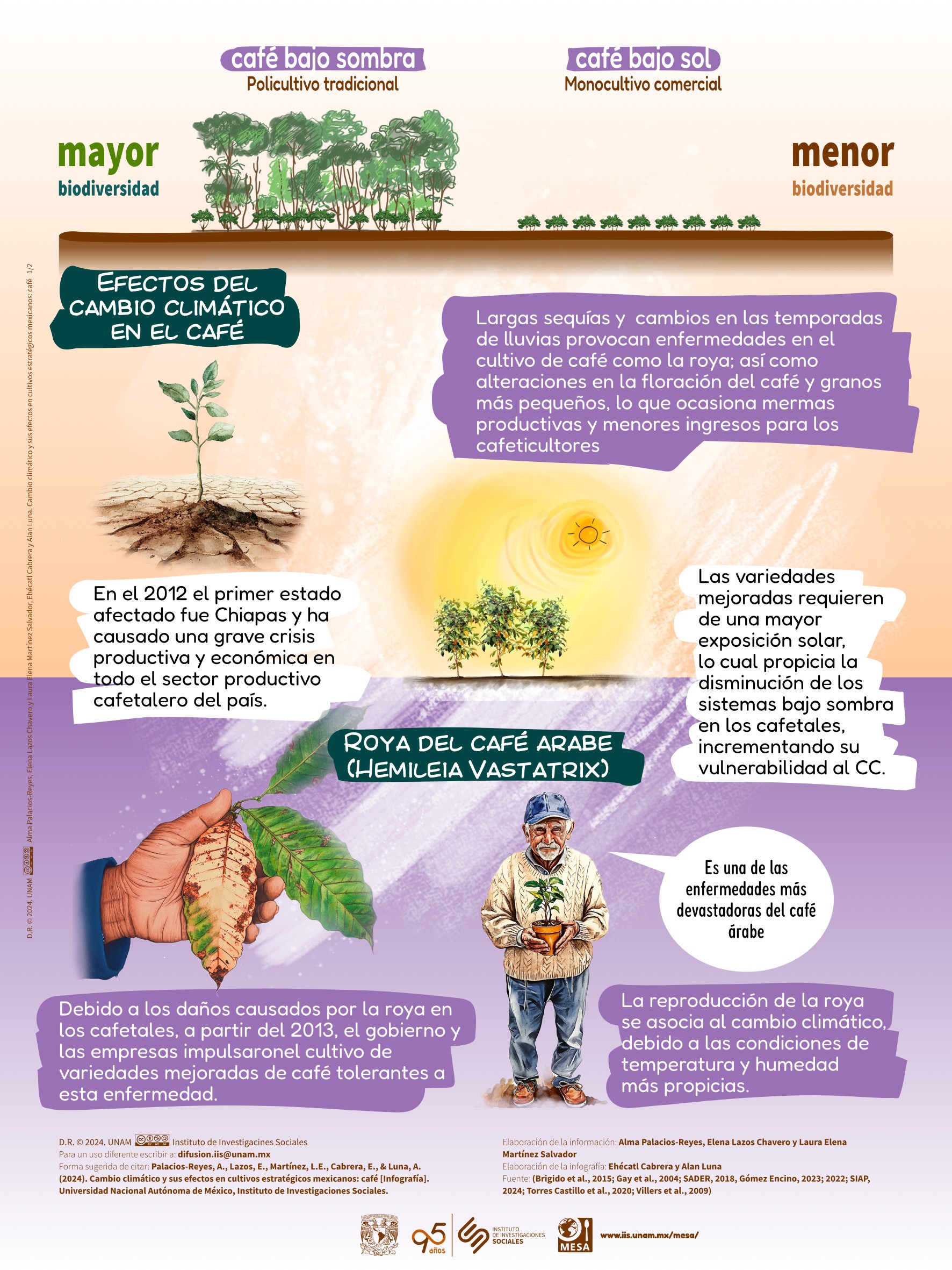 One of the infographics about climate change and coffee developed by MESA.