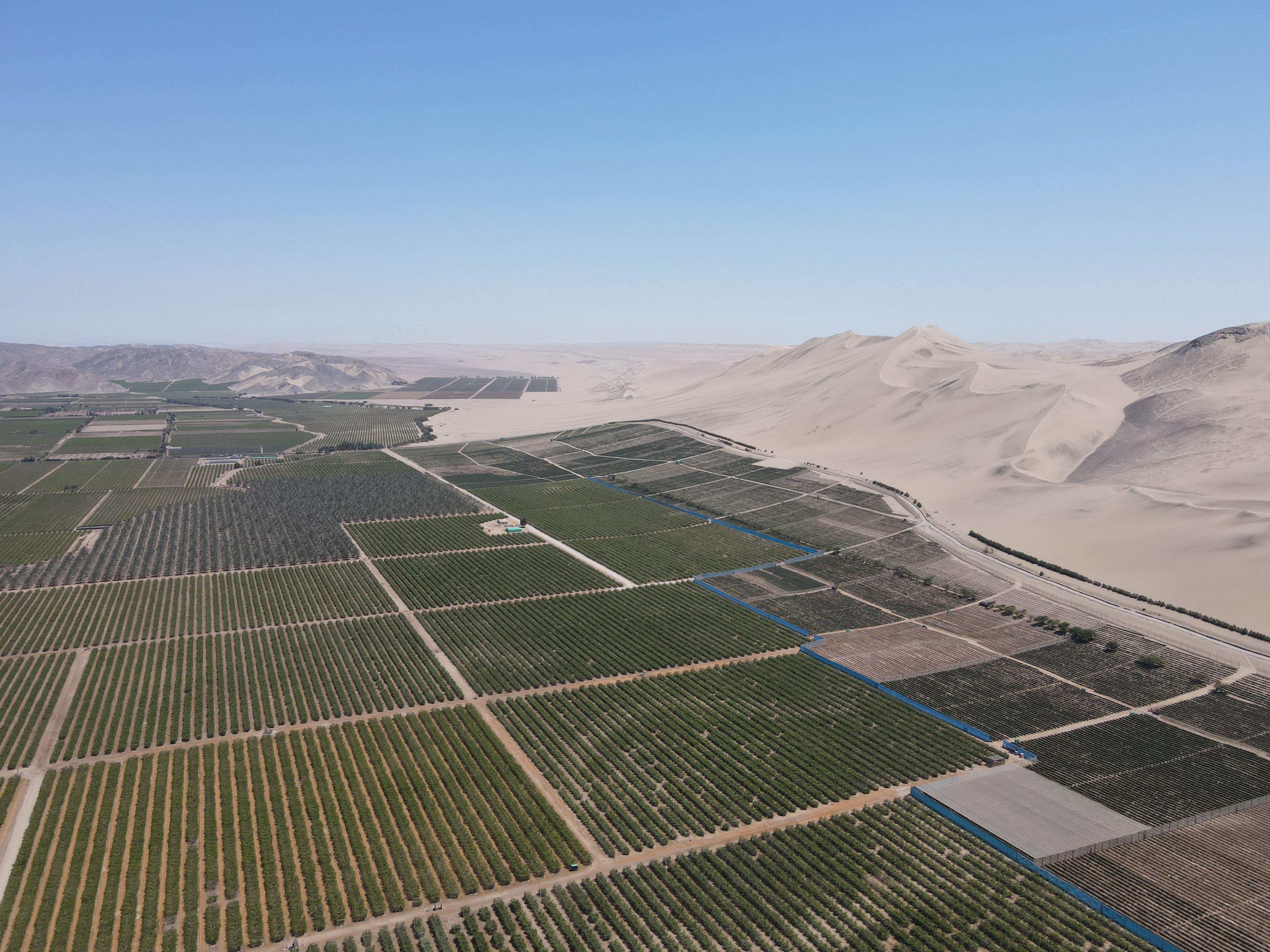 Fields of blueberries growing in Ica desert, Peru, Copyright Water Witness