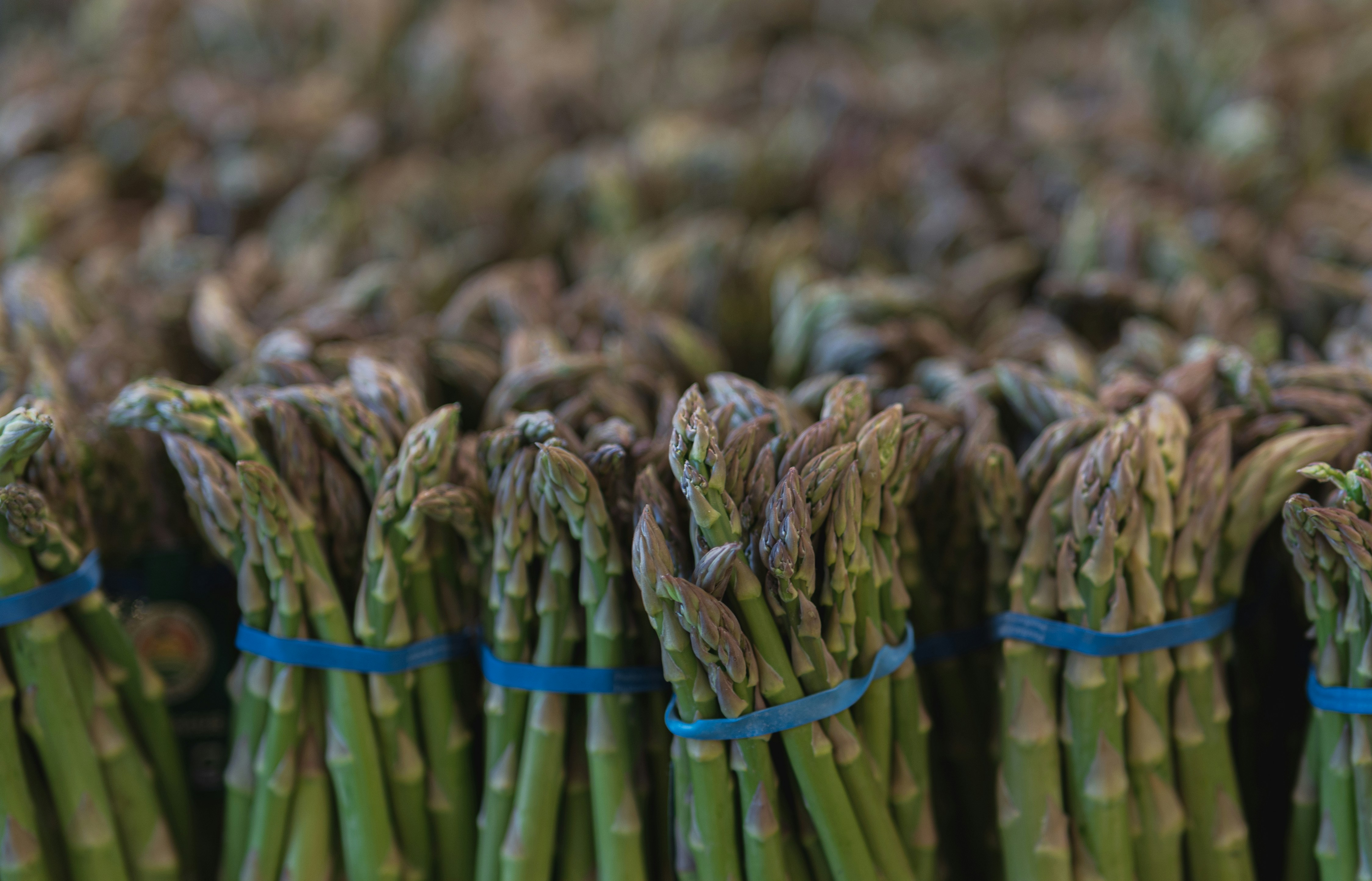 Bunches of asparagus in blue bands. Photo by Donald Teel on Unsplash