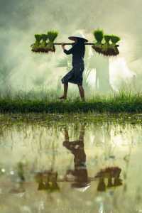 Image of farmer carrying rice seedlings through flooded fields. Source: Pixabay