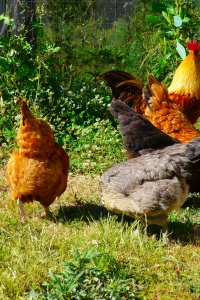Chickens at Johnson Farms by Rick Obst via Flickr
