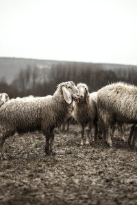 Photo credits: Pexels - https://www.pexels.com/photo/black-and-white-animals-sheep-flock-1469/