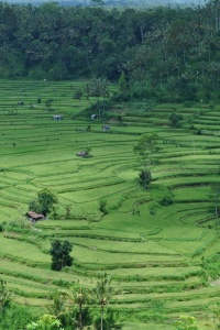Image: Cazz, Terraced rice paddies, Flickr, Creative Commons Attribution 2.0 Generic