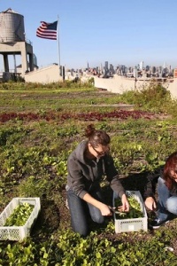 Image: Joe Wolf, A 40,000 s.f. Rooftop Farm in NYC (Photo By Carolyn Cole, Los Angeles Times), Flickr, Creative Commons Attribution-NoDerivs 2.0 Generic 