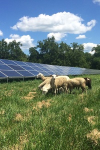 Image: Gabelglesia, Solar array in the Antioch College South Campus, near the farm. Sheep included, Wikimedia Commons, Creative Commons Attribution-Share Alike 4.0 International