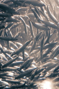 Image: Cliff, Swirling schools of Anchovies, Wikimedia Commons, Creative Commons Attribution 2.0 Generic