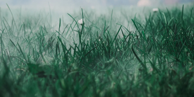 Image: Hundankbar, Meadow Fog Grass, Pixabay, Pixabay Licence