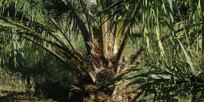 Image: sarangib, Oil palm tree, Pixabay, Pixabay Licence