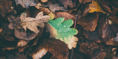 Image: Free-Photos, Leaves oak fallen, Pixabay, Pixabay Licence