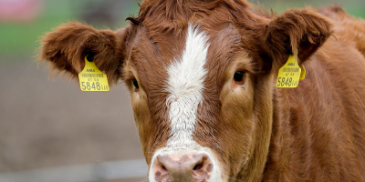 Image: NickyPe, Cow Calf Cattle, Pixabay, Pixabay Licence